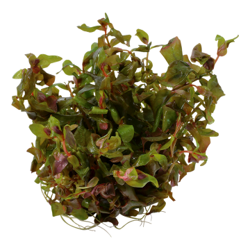 Tropica 1-2-Grow! Rotala macrandra 6,95 €