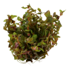 Tropica 1-2-Grow! Rotala macrandra 6,95 €