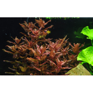 Tropica 1-2-Grow! Rotala macrandra