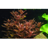 Tropica 1-2-Grow! Rotala macrandra 6,95 €