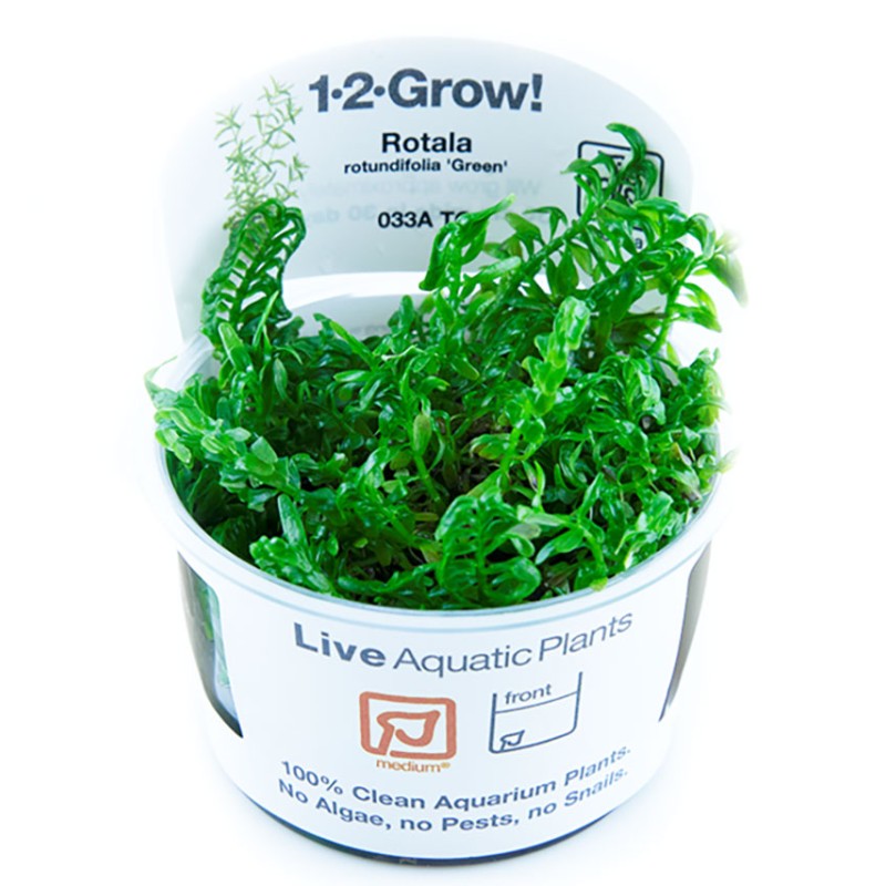 Tropica 1-2-Grow! Rotala rotundifolia 'Green'