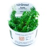 Tropica 1-2-Grow! Rotala rotundifolia 'Green'