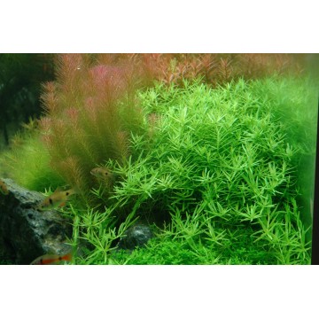 Tropica 1-2-Grow! Rotala rotundifolia 'Green'