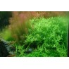 Tropica 1-2-Grow! Rotala rotundifolia 'Green'