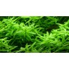 Tropica 1-2-Grow! Rotala rotundifolia 'Green'