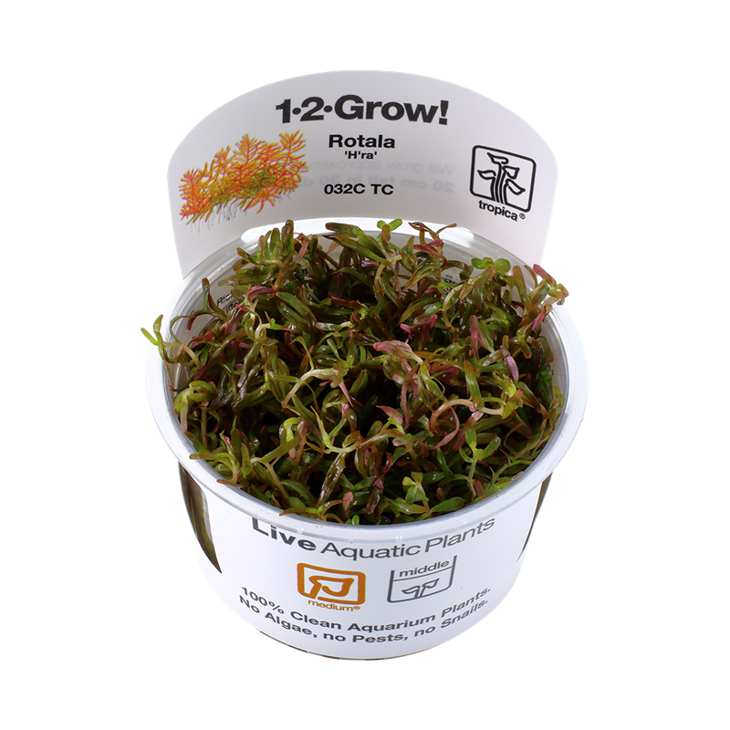 Tropica 1-2-Grow! Rotala rotundifolia 'H'ra' 6,95 €