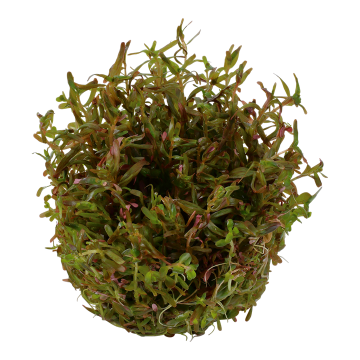 Tropica 1-2-Grow! Rotala rotundifolia 'H'ra'