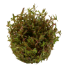 Tropica 1-2-Grow! Rotala rotundifolia 'H'ra' 6,95 €