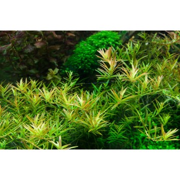 Tropica 1-2-Grow! Rotala rotundifolia 'H'ra'