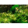 Tropica 1-2-Grow! Rotala rotundifolia 'H'ra'