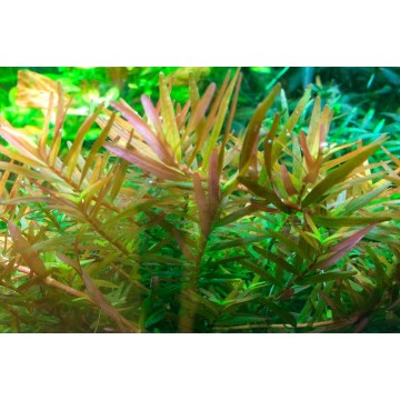 Tropica 1-2-Grow! Rotala rotundifolia 'H'ra'