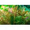 Tropica 1-2-Grow! Rotala rotundifolia 'H'ra'