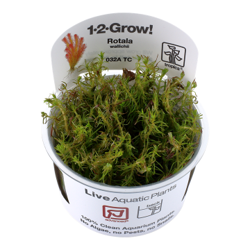 Tropica 1-2-Grow! Rotala wallichii