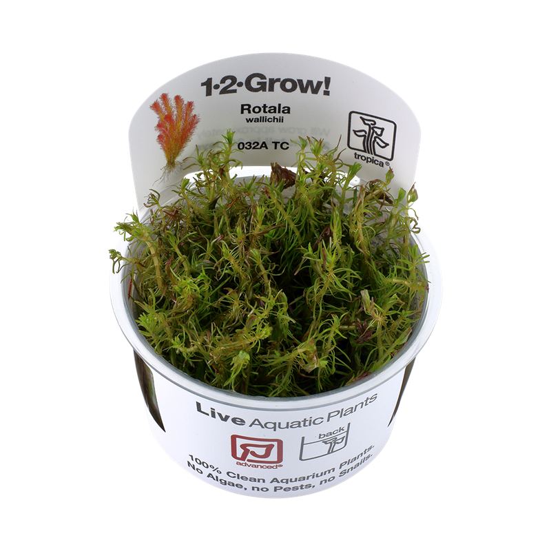 Tropica 1-2-Grow! Rotala wallichii