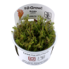 Tropica 1-2-Grow! Rotala wallichii