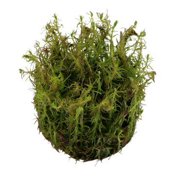 Tropica 1-2-Grow! Rotala wallichii