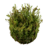 Tropica 1-2-Grow! Rotala wallichii 6,95 €