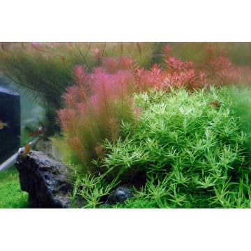 Tropica 1-2-Grow! Rotala wallichii