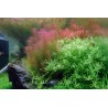 Tropica 1-2-Grow! Rotala wallichii 6,95 €