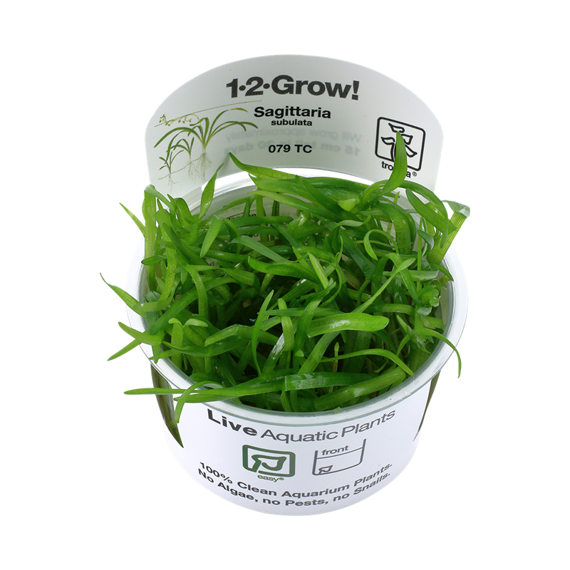 Tropica 1-2-Grow! Sagittaria subulata  6,95 €