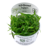 Tropica 1-2-Grow! Sagittaria subulata  6,95 €