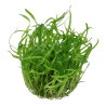 Tropica 1-2-Grow! Sagittaria subulata  6,95 €