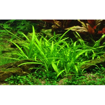 Tropica 1-2-Grow! Sagittaria subulata 