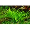 Tropica 1-2-Grow! Sagittaria subulata 