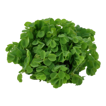 Tropica 1-2-Grow! Salvinia auriculata 6,95 €