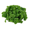 Tropica 1-2-Grow! Salvinia auriculata 6,95 €