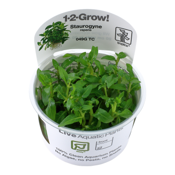 Tropica 1-2-Grow! Staurogyne repens