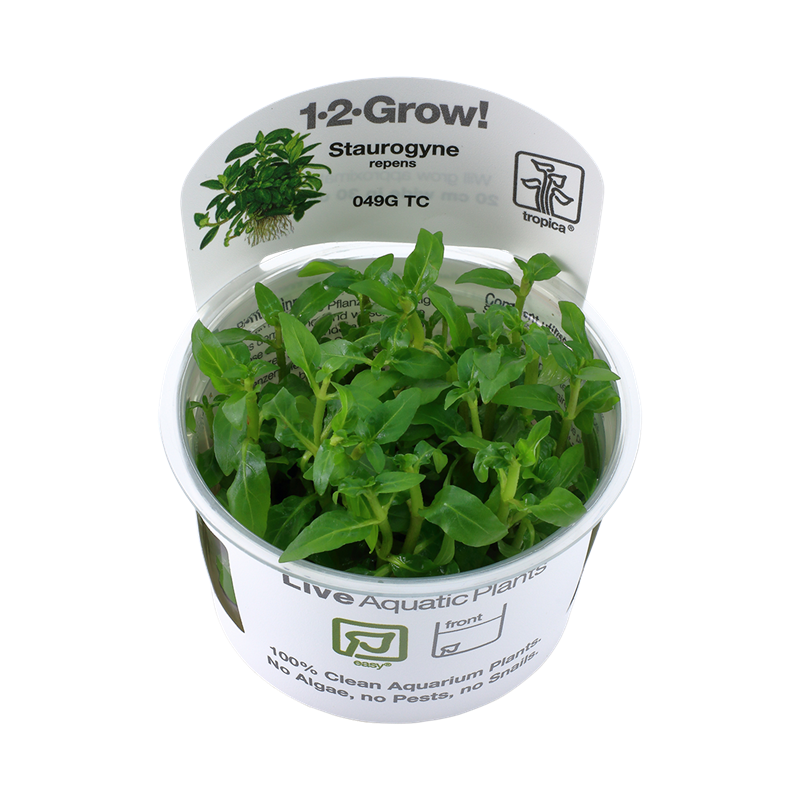 Tropica 1-2-Grow! Staurogyne repens 6,95 €