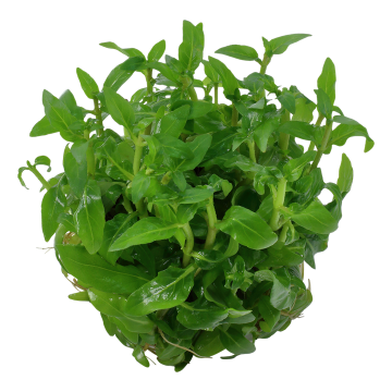 Tropica 1-2-Grow! Staurogyne repens 6,95 €