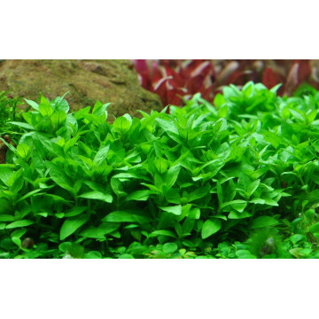 Tropica 1-2-Grow! Staurogyne repens