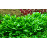 Tropica 1-2-Grow! Staurogyne repens