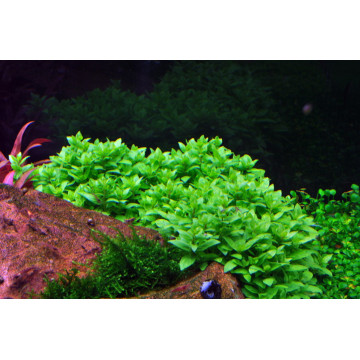 Tropica 1-2-Grow! Staurogyne repens 6,95 €