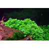 Tropica 1-2-Grow! Staurogyne repens 6,95 €