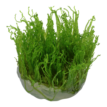 Tropica 1-2-Grow! Taxiphyllum alternans 'Taiwan'