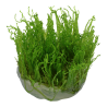 Tropica 1-2-Grow! Taxiphyllum alternans 'Taiwan' 6,95 €