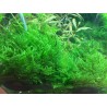 Tropica 1-2-Grow! Taxiphyllum alternans 'Taiwan'