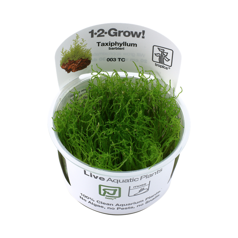 Tropica 1-2-Grow! Taxiphyllum barbieri 6,95 €