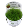 Tropica 1-2-Grow! Taxiphyllum barbieri 6,95 €