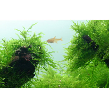 Tropica 1-2-Grow! Taxiphyllum barbieri 6,95 €