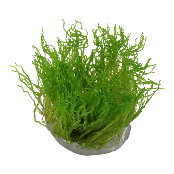 Tropica 1-2-Grow! Taxiphyllum 'Flame' 6,95 €