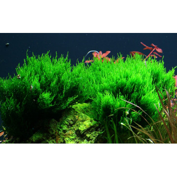 Tropica 1-2-Grow! Taxiphyllum 'Flame' 6,95 €