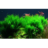 Tropica 1-2-Grow! Taxiphyllum 'Flame' 6,95 €