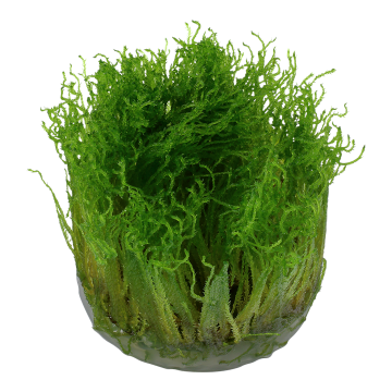 Tropica 1-2-Grow! Taxiphyllum 'Spiky' 6,95 €