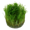 Tropica 1-2-Grow! Taxiphyllum 'Spiky' 6,95 €