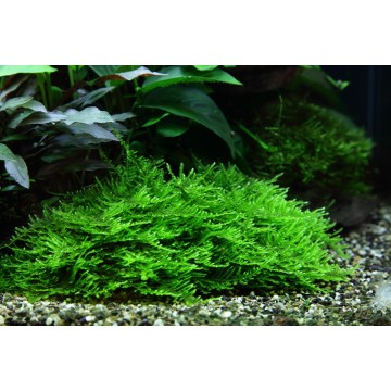 Tropica 1-2-Grow! Taxiphyllum 'Spiky'