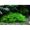 Tropica 1-2-Grow! Taxiphyllum 'Spiky' 6,95 €